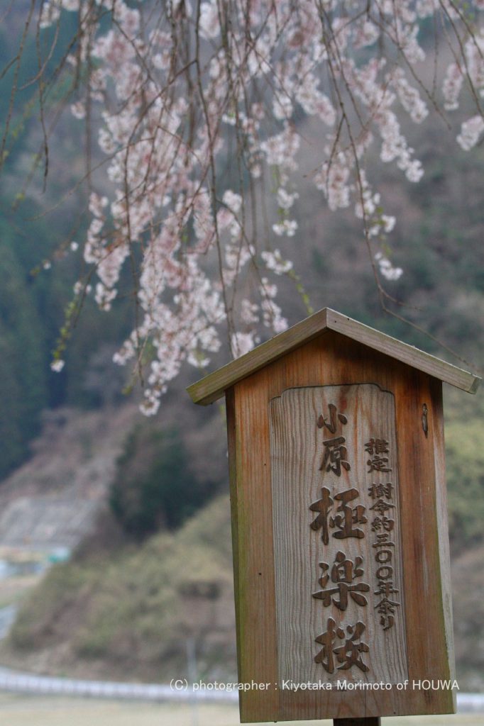 小原　極楽桜